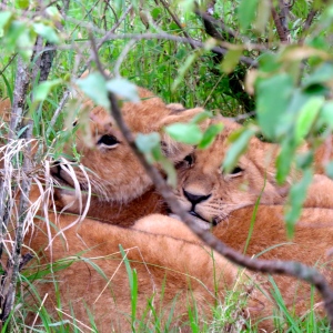 Pictures of cubs huddled together and (right) a proud lion chills in the grassland